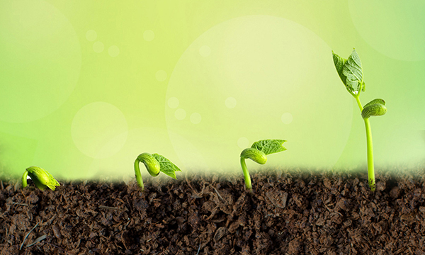 ������ѿ