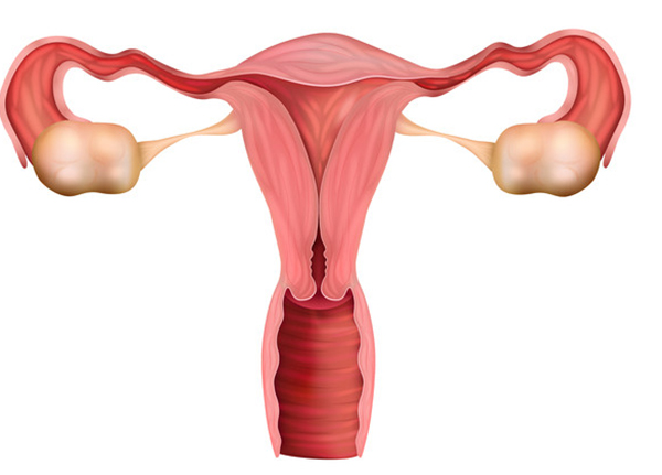 輸卵管