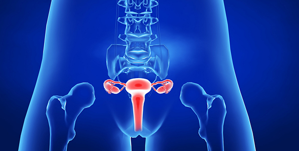 女性生育系統(tǒng)