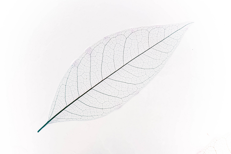 ��(n��i)Ĥ��